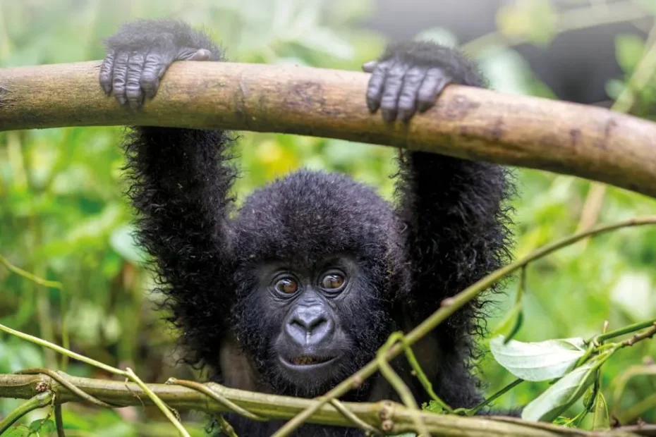 Young Mountain Gorillas in Uganda and Rwanda: Everything You Need to Know Baby mountain gorilla hanging on a branch in Bwindi Impenetrable Forest Uganda