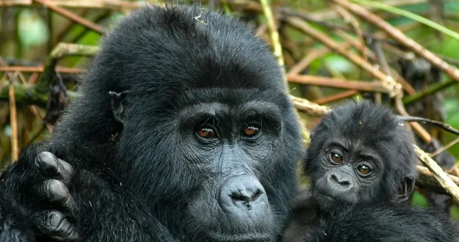 One Hour With Mountain Gorillas in Bwindi: What Really Happens! One Hour With Mountain Gorillas in Bwindi: What Really Happens!
