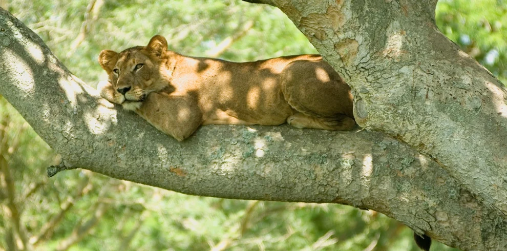 2 Day Queen Elizabeth Safari Package, Uganda