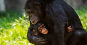 Uganda Wildlife Safaris and Game Drives: 17 Epic Destinations