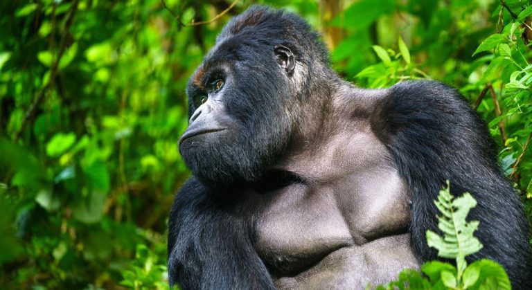 5 Days Rwanda Gorilla Trekking Safari: The Ultimate Adventure 5 Days Rwanda Gorilla Trekking Safari