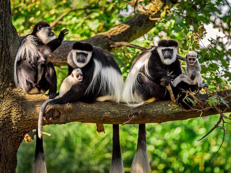 Personalised Safaris in Uganda: We Plan It Around You Personalised Safaris in Uganda: We Plan It Around You