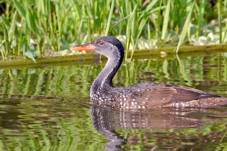 Birding in Uganda: Over 1,100 Species, 24 Endemics & Africa's Best-Kept Secret
