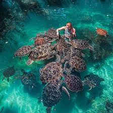 Baraka Turtle Aquarium