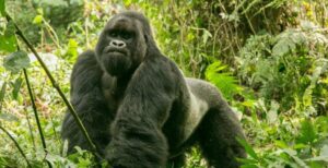 12 Days Uganda Safari, Big Five, Chimps, Gorillas and Culture