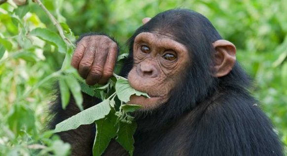 Guided Uganda Chimpanzee Safari Tours: The Complete Guide to Planning Your Trek Guided Uganda Chimpanzee Safari Tours: The Complete Guide to Planning Your Trek