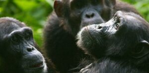 How Many Mountain Gorillas Are Left? The Full 2026/2027 Population Story How Many Mountain Gorillas Are Left? The Full 2026/2027 Population Story