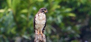CONGO SERPENT EAGLE