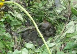 Gorilla and Chimpanzee Nests: 10 Surprising Things You Never Knew Gorilla and Chimpanzee Nests