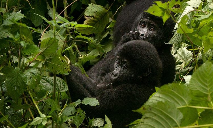 Uganda Safari Ebola Safety: An Honest Update for Travelers