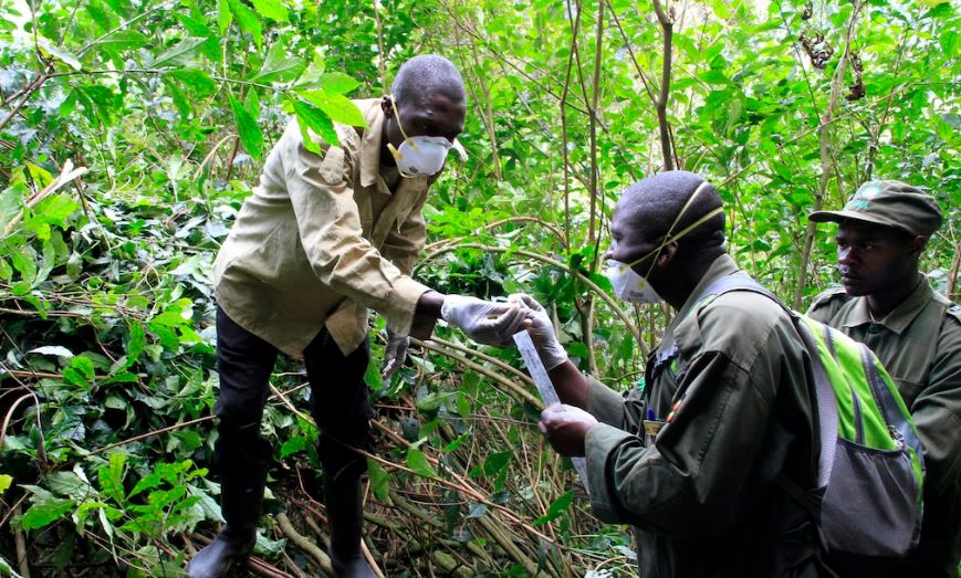 Gorilla Trekking for Ugandans: Exploring Your Own Backyard Gorilla Trekking for Ugandans: Exploring Your Own Backyard
