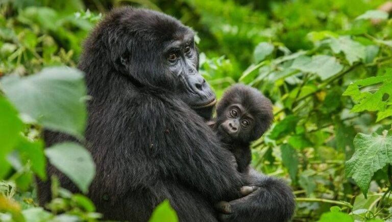 Mother mountain gorilla holding her baby during a gorilla habituation experience in Rushaga, Bwindi