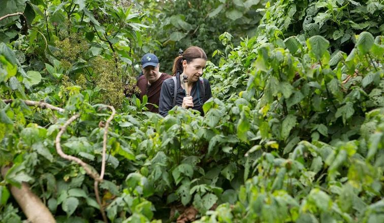 Trekkers following a guide through Bwindi forest on a gorilla trek
