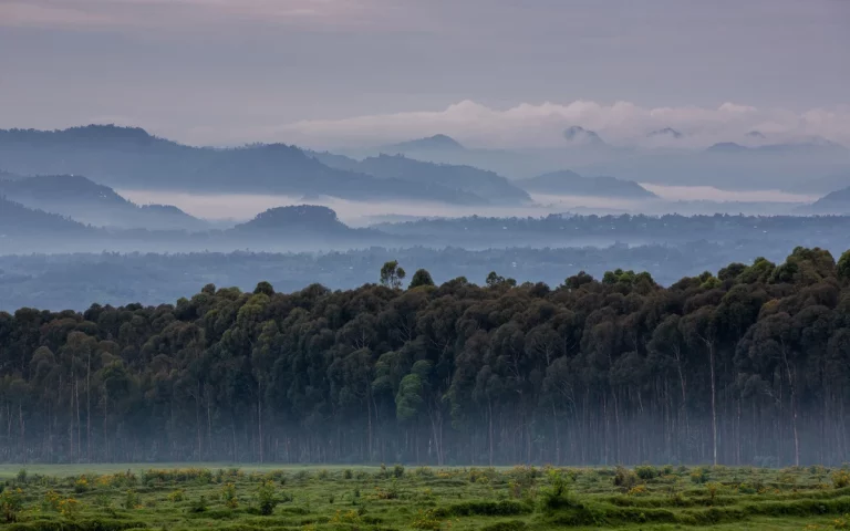 Gorilla and Lion Safari in Uganda and Rwanda: The Best 10-Day Wildlife Adventure Gorilla trekking in Volcanoes National Park, Rwanda
