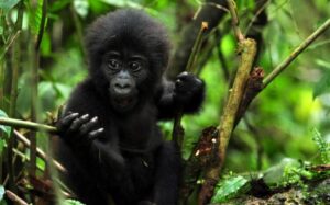 Uganda Safari Forests and Bushes 
