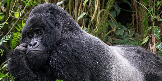 Rwanda Gorillas and Mount Bisoke Hike: 4 Days of Trekking and History Rwanda Gorillas and Mount Bisoke Hike