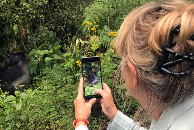 Silverback Gorilla Strength: How Hard Can a Gorilla Punch? Trekker photographing a mountain gorilla in Bwindi, Uganda