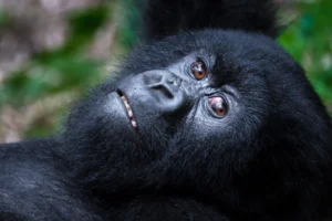 How Many Mountain Gorillas Are Left? The Full 2026/2027 Population Story How Many Mountain Gorillas Are Left? The Full 2026/2027 Population Story
