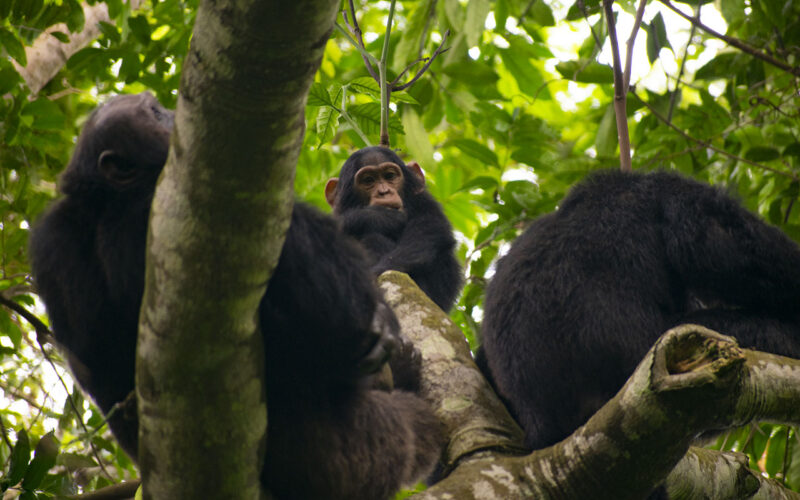 12 Days Uganda Gorilla and Wildlife Safari