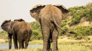 Uganda Game Drive Safari Tours