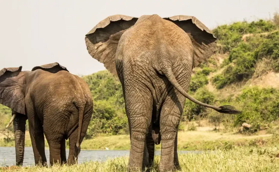 The Big 5 vs Mountain Gorillas: The Ultimate African Wildlife Showdown The Big 5 vs Mountain Gorillas: The Ultimate African Wildlife Showdown