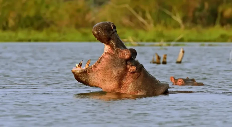 Uganda Game Drive Safari Tours: Explore Uganda's Best Wildlife Safari Adventures Uganda Game Drive Safari Tours: Explore Uganda's Best Wildlife Safari Adventures