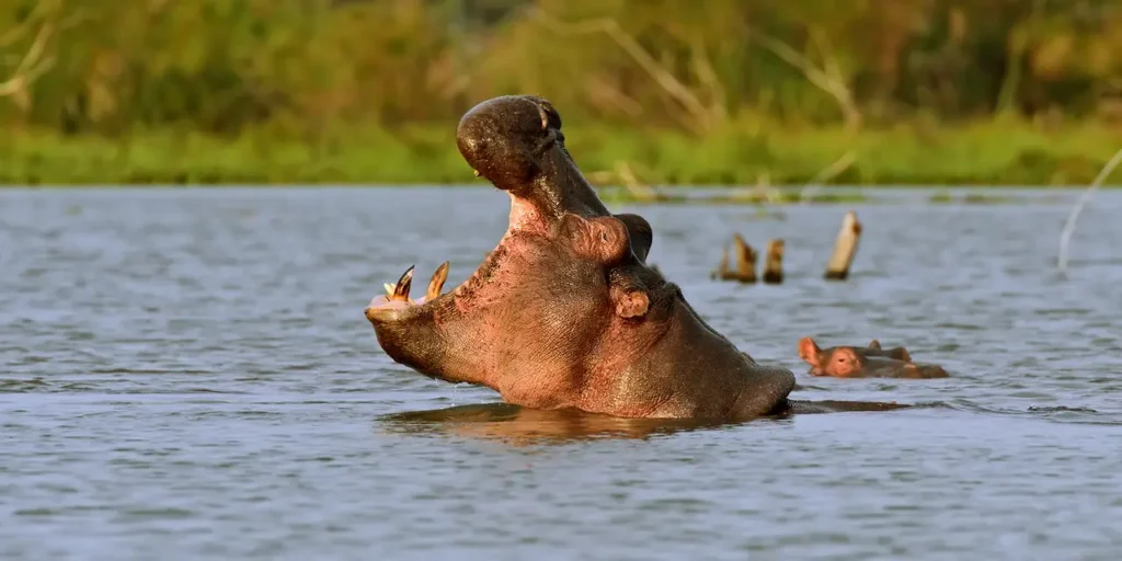 3 Day Queen Elizabeth Safari: Amazing Lions, Hippos and Kazinga Channel Boat Cruise Kazinga Channel boat cruise on a Queen Elizabeth safari