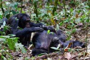 Guided Uganda Chimpanzee Safari Tours