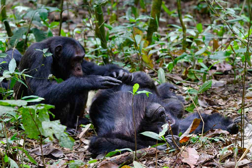 Wishlist for Uganda Gorilla Safari Tours: 10 Things Every Traveller Must Plan For Wishlist for Uganda Gorilla Safari Tours: 10 Things Every Traveller Must Plan For