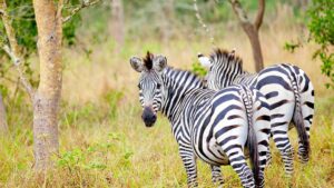 Short Wildlife Safari Tours from Kampala: The Ultimate Guide to Uganda's Best Parks and Hidden Gems