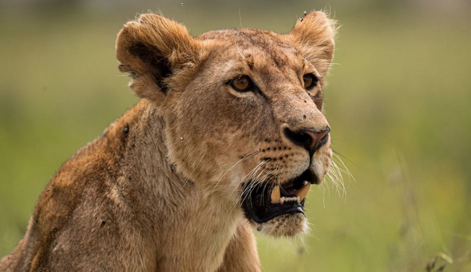 Combined Uganda and Tanzania Safaris