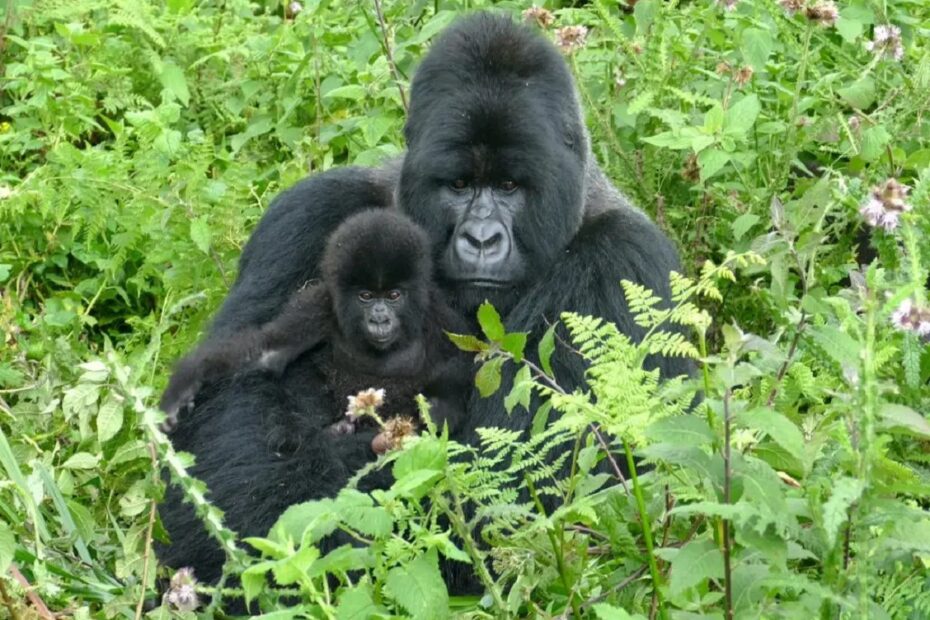 Guided Uganda Gorilla Safari Tours: Everything You Need to Know Before You Trek Guided Uganda Gorilla Safari Tours: Everything You Need to Know Before You Trek