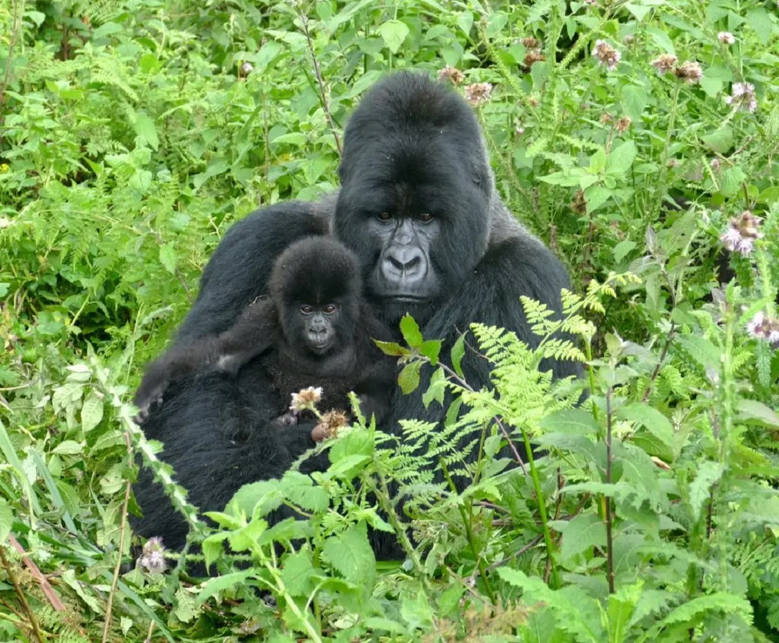 3 Days Gorilla and Golden Monkeys Tour in Rwanda