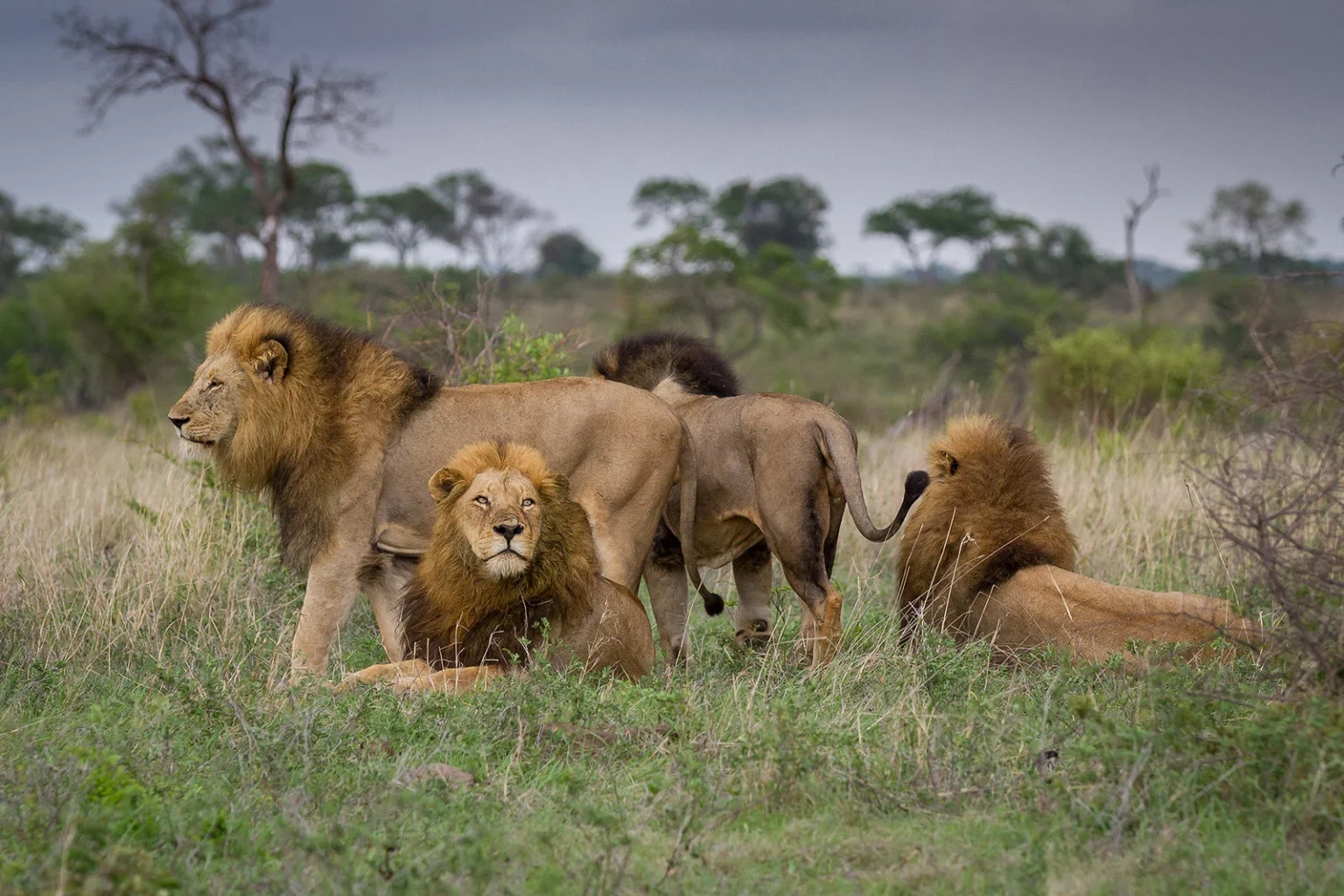 South Africa Safaris and Holidays South Africa Safaris and Holidays