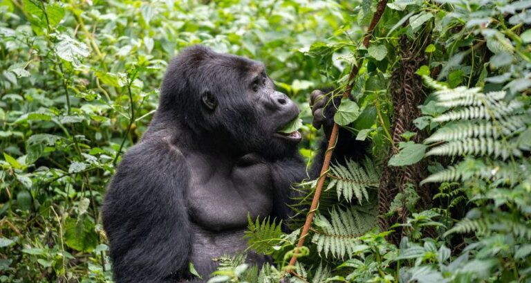 Gorilla Trekking Permits in Uganda: 10 Things to Know Before You Book Silverback mountain gorilla feeding among ferns in Bwindi Impenetrable National Park