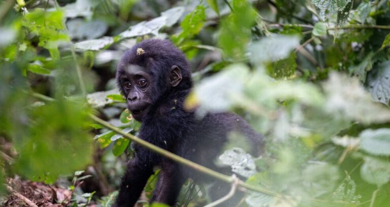 Gorilla Trekking Permits in Uganda: 10 Things to Know Before You Book Young mountain gorilla in the forest during a Uganda gorilla trek