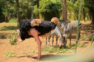 Visit Kavumba Recreation Center Wakiso: The Ultimate Day Out for Schools, Families and Corporate Groups Visit Kavumba Recreation Center
