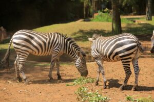 Visit Kavumba Recreation Center Wakiso: The Ultimate Day Out for Schools, Families and Corporate Groups Visit Kavumba Recreation Center Wakiso