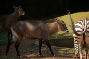 Visit Kavumba Recreation Center Wakiso: The Ultimate Day Out for Schools, Families and Corporate Groups Visit Kavumba Recreation Center Wakiso: The Ultimate Day Out for Schools, Families and Corporate Groups