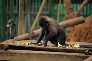 Visit Kavumba Recreation Center Wakiso: The Ultimate Day Out for Schools, Families and Corporate Groups Visit Kavumba Recreation Center Wakiso: The Ultimate Day Out for Schools, Families and Corporate Groups