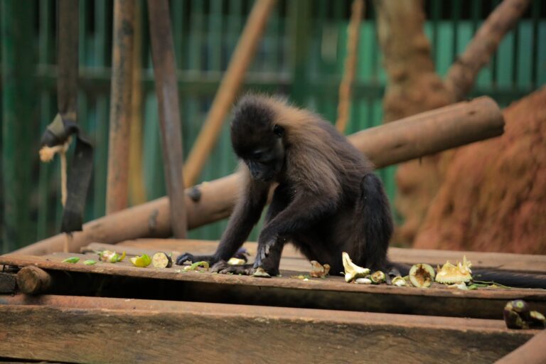 Kavumba Recreation Center Wakiso: An Amazing 30-Acre Day Out Near Kampala Olive baboon at Kavumba Recreation Center