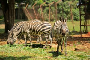 Visit Kavumba Recreation Center Wakiso: The Ultimate Day Out for Schools, Families and Corporate Groups Visit Kavumba Recreation Center Wakiso: The Ultimate Day Out for Schools, Families and Corporate Groups