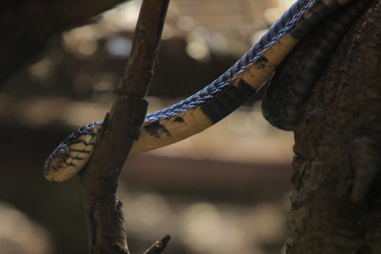 Kavumba Recreation Center Wakiso: An Amazing 30-Acre Day Out Near Kampala Green snake in the reptile section at Kavumba