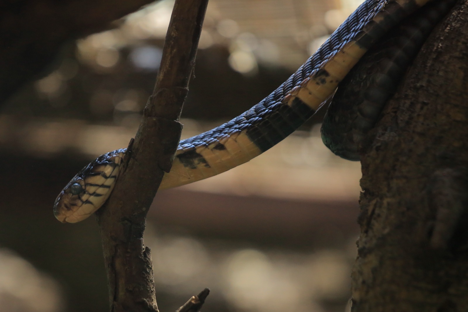 Kavumba Recreation Center Wakiso: An Amazing 30-Acre Day Out Near Kampala Green snake in the reptile section at Kavumba
