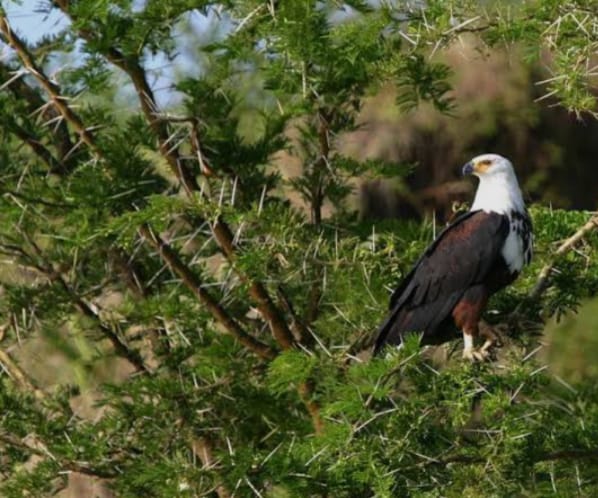 Birding safari in Lake Mburo National Park