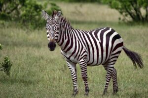 Combined East African Safaris, Tours and Holidays
