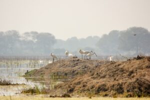Bigodi Wetland Sanctuary: 10 Things That Make This Swamp Walk Unmissable Bigodi Wetland Sanctuary