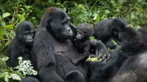 The Big 5 vs Mountain Gorillas: The Ultimate African Wildlife Showdown Big 5 vs Mountain Gorillas
