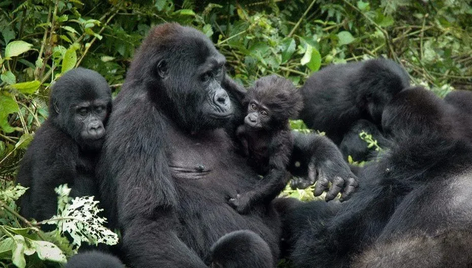 Why Every Traveler Needs a Primate Safari Experience: The Journey That Will enhance Your experience Why Every Traveler Needs a Primate Safari Experience: The Journey That Will enhance Your experience