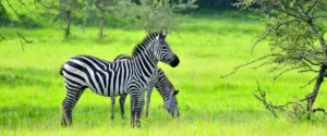 Live Like a Bahima Herder: Farm Stays Near Lake Mburo National Park Walking Safaris in Lake Mburo National Park